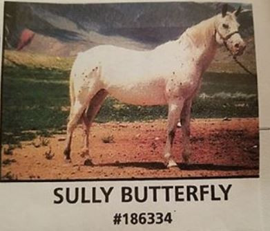 SULLY BUTTERFLY