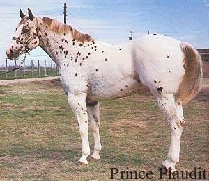 PRINCE PLAUDIT
