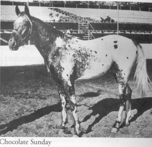 CHOCOLATE SUNDAY