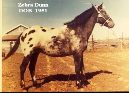 ZEBRA DUN