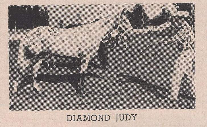 DIAMOND JUDY