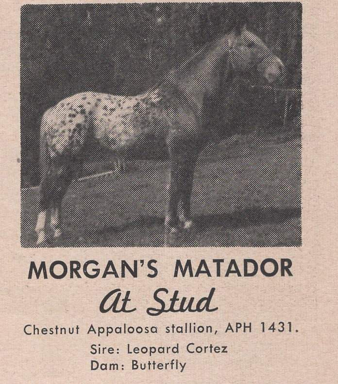 MORGANS MATADOR