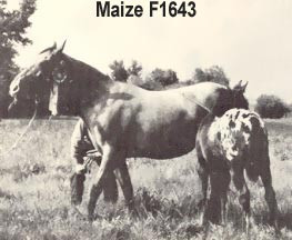 MAIZE