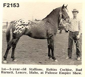ROBINS COCHISE