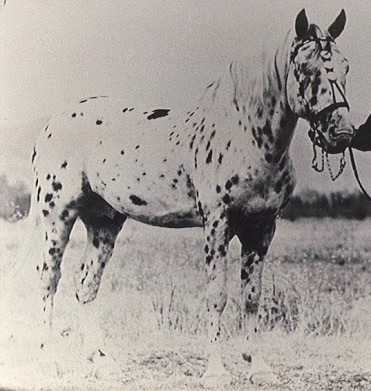 ARAB TOSWIRAH ALKHAR