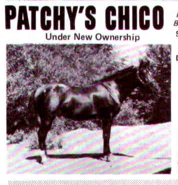 Patchy's Chico