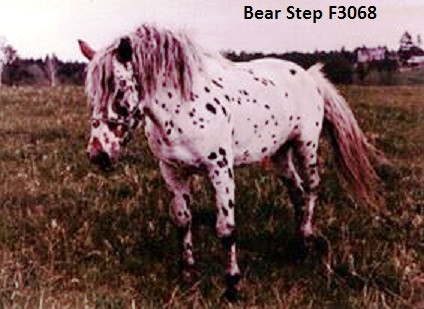 BEAR STEP
