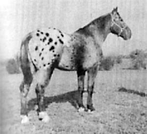 CHEROKEE BLUE REX