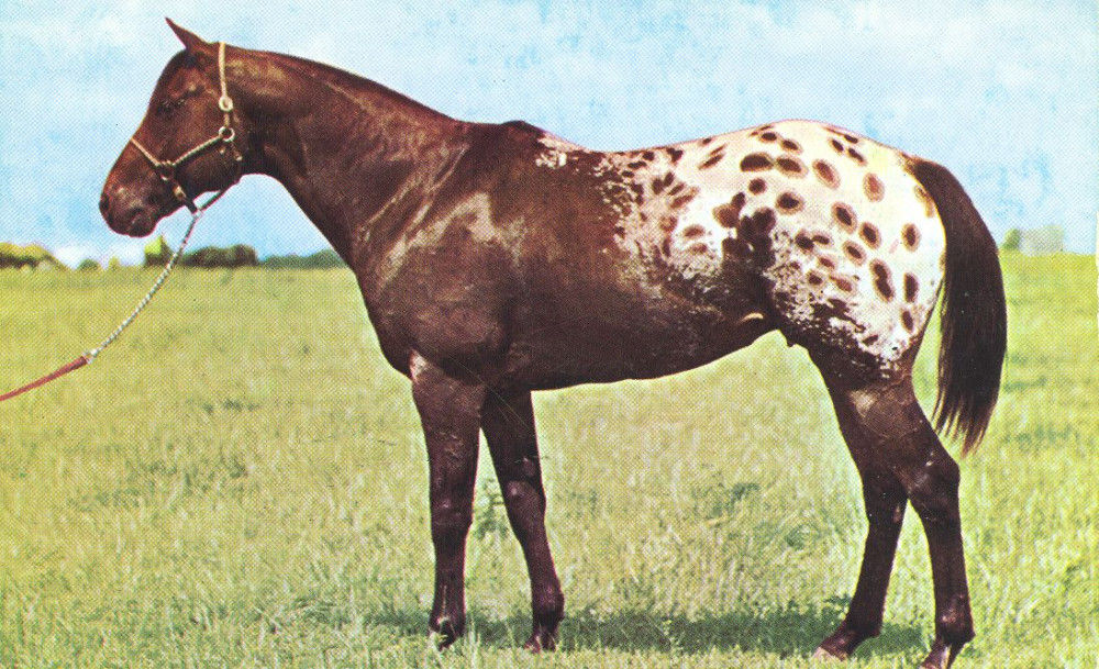 Wapiti