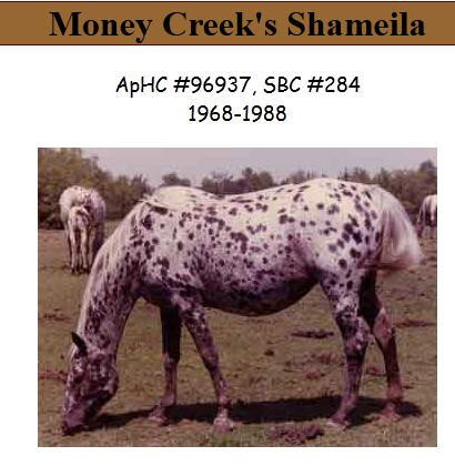 MONEY CREEK'S SHAMEILA