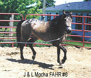J&L MOCHA