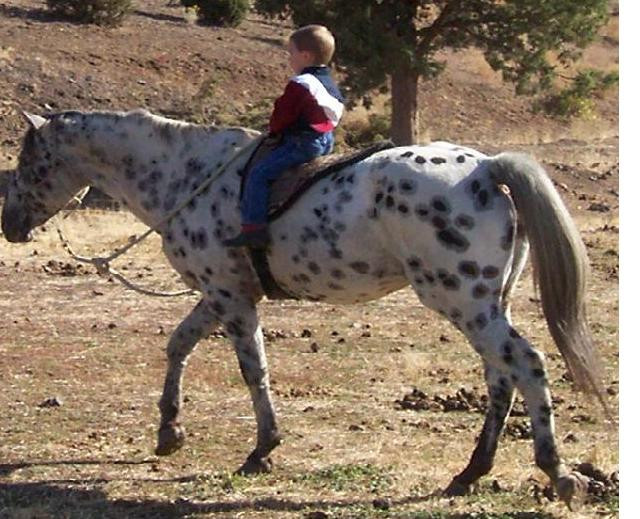 ULRICHS CHEYENNE