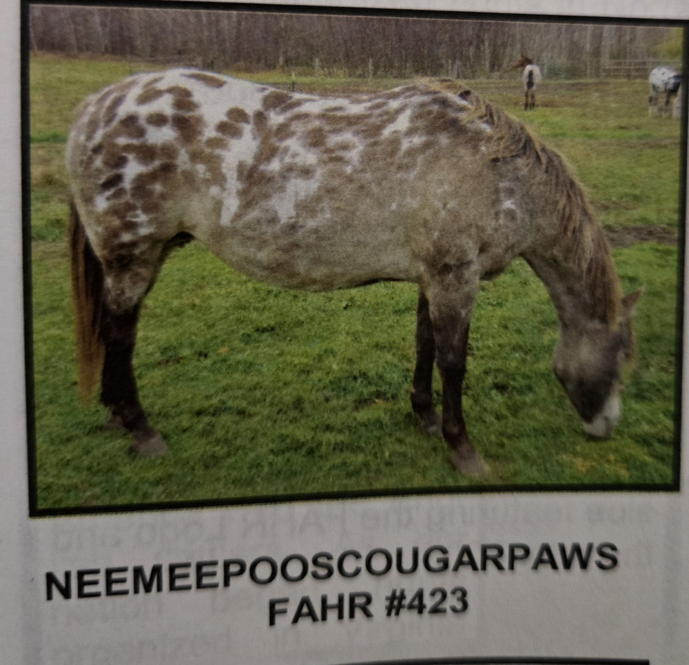 NEEMEEPOOSCOUGARPAWS