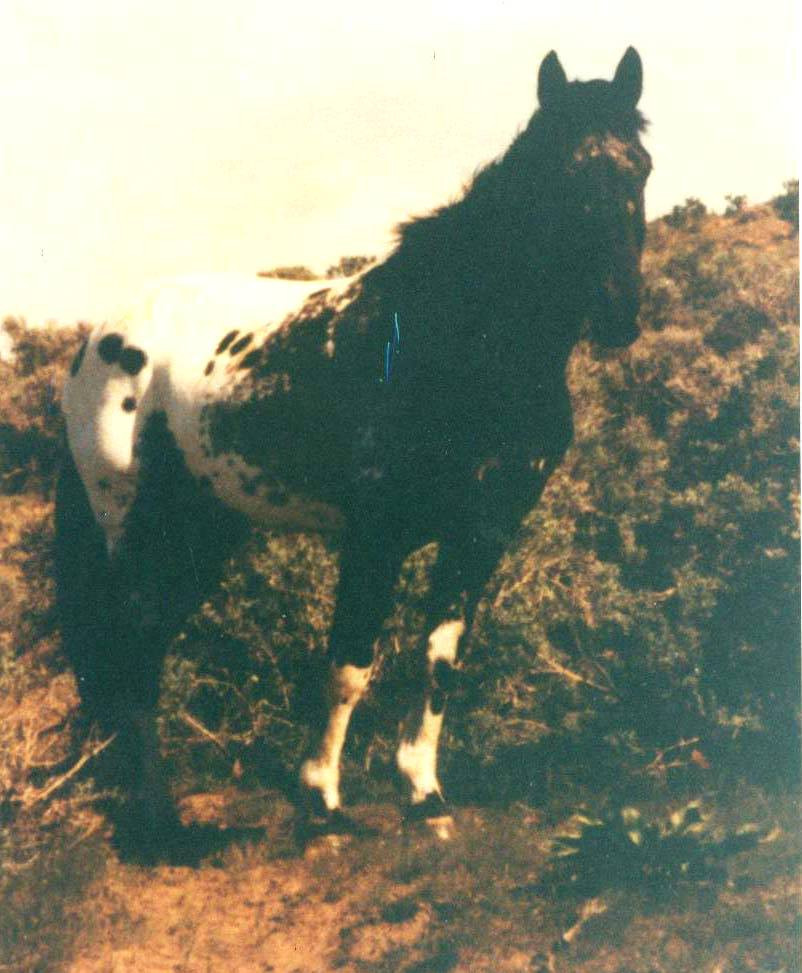 PONCAS JIM DANDY