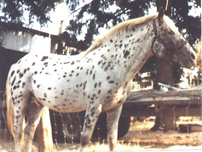 MONEY CREEK'S LEDGEROCK