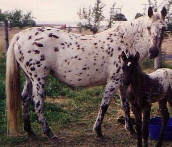 KANIKSUS KARALEA