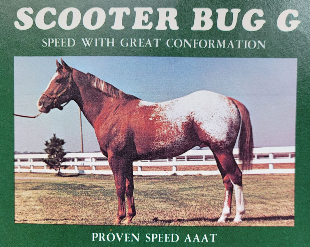 SCOOTER BUG G