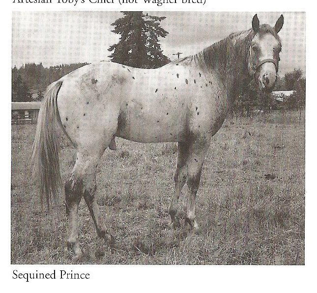 SEQUINED PRINCE