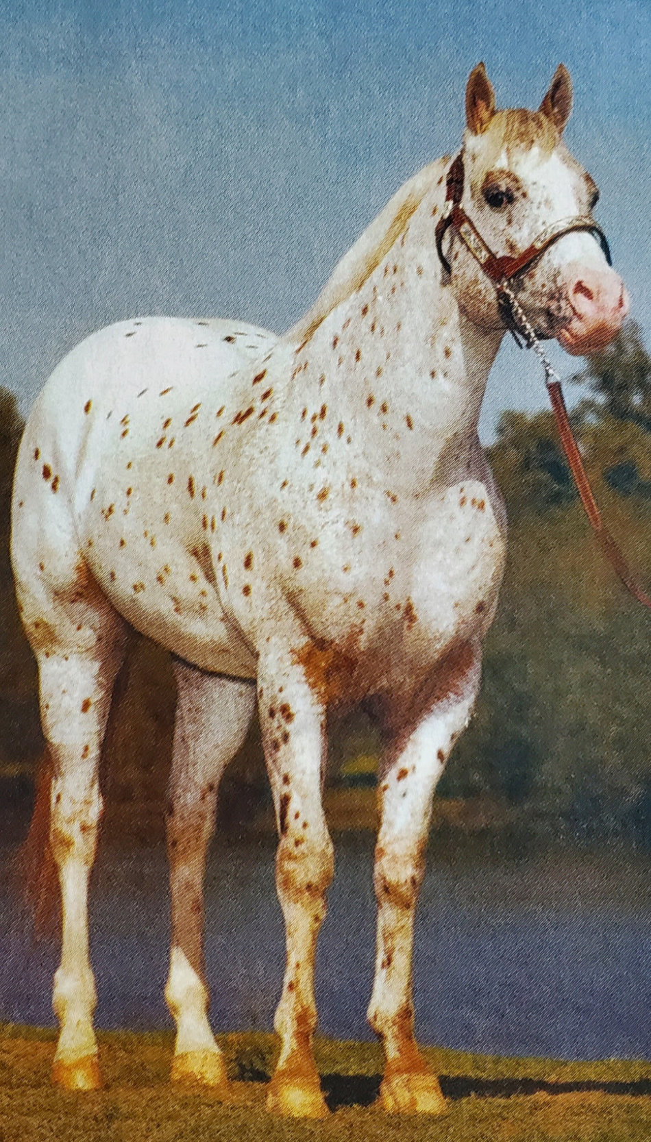 PRINCE SHANNON